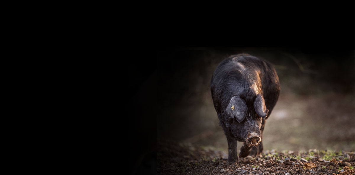 Le porc noir de Bigorre